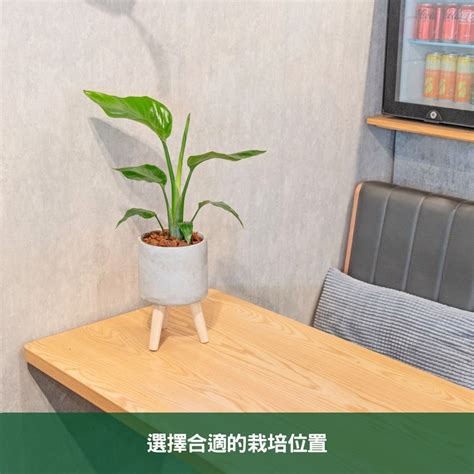 天堂鳥繁殖|天堂鳥植物完全栽培指南 從選擇到養護 